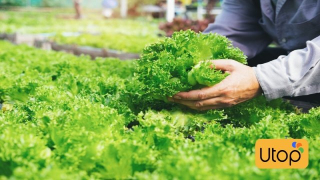 Top 5 Cửa Hàng Rau Sạch Hà Nội Chất Lượng Cao Trên Blog Utop