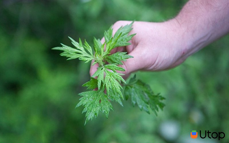 Cây ngải cứu là gì?