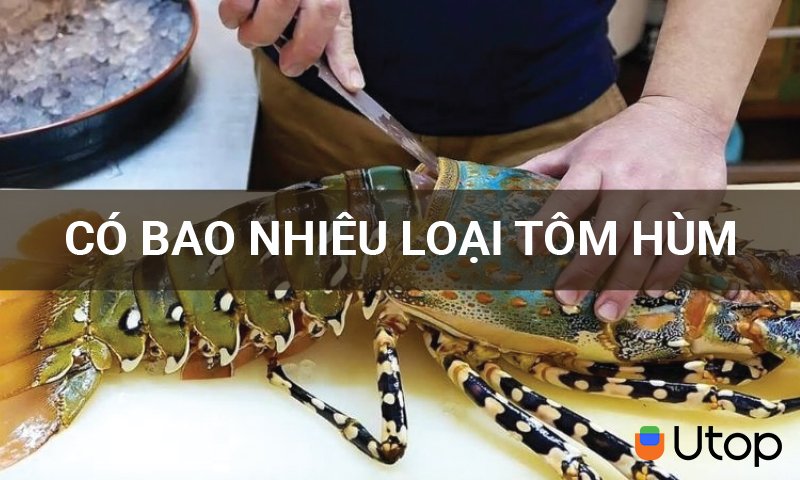 Có mấy loại tôm hùm? Top 4 cách chế biến tôm hùm siêu ngon