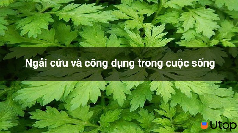 Công dụng của ngải cứu trong y học và cuộc sống có thể bạn chưa biết?