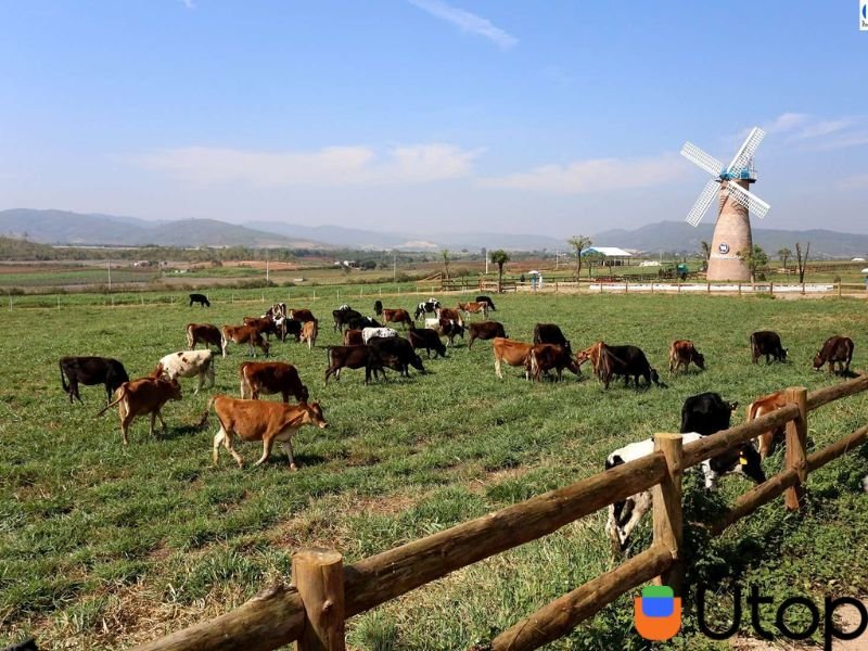 Trang trại bò sữa – Dalat Milk farm