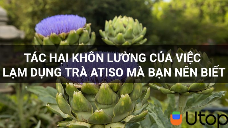 Tác hại khôn lường của việc lạm dụng trà atiso mà bạn nên biết