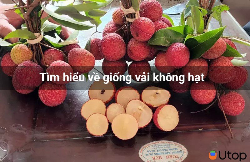 Tìm hiểu về giống vải không hạt