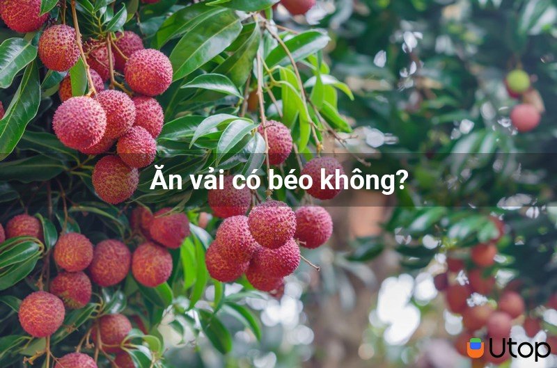 Ăn vải có béo không?