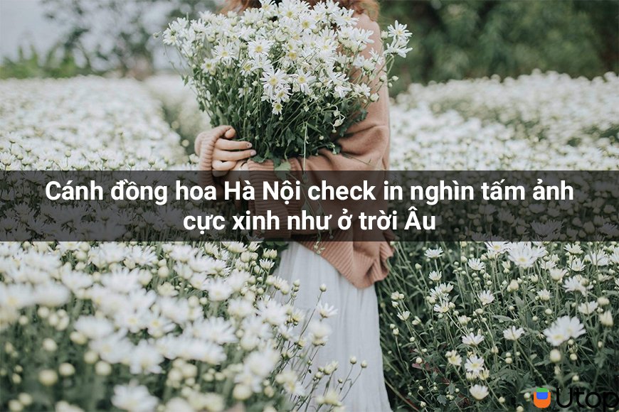 Cánh đồng hoa Hà Nội check in nghìn tấm ảnh cực xinh như ở trời Âu