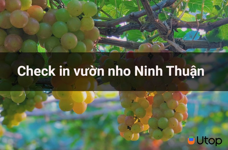 Check in vườn nho ảnh đẹp, thưởng thức rượu nho tại Ninh Thuận