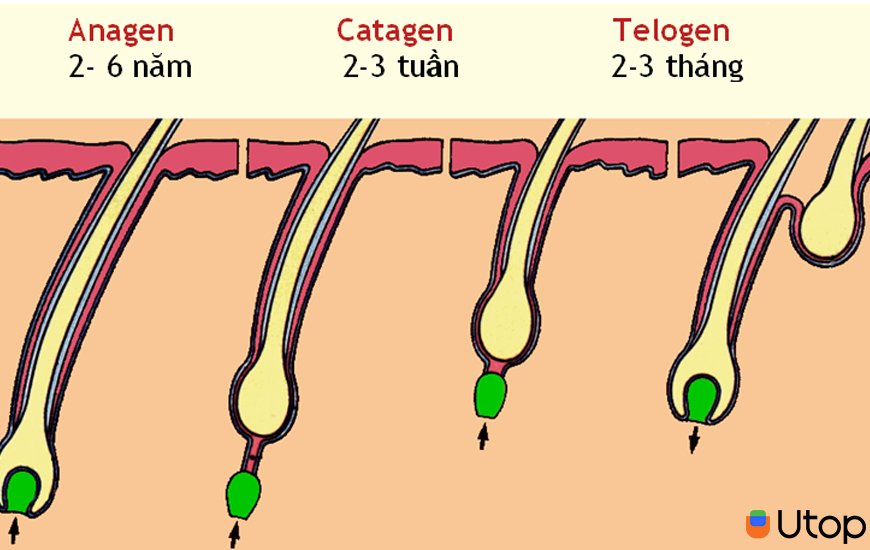 Cấu trúc của nang lông