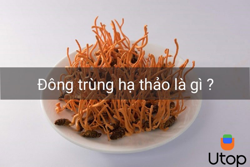 Đông trùng hạ thảo là gì ?