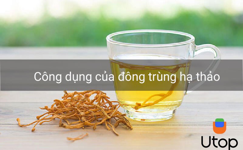 Tác dụng của “đông trùng hạ thảo” đối với sức khỏe con người rất tốt