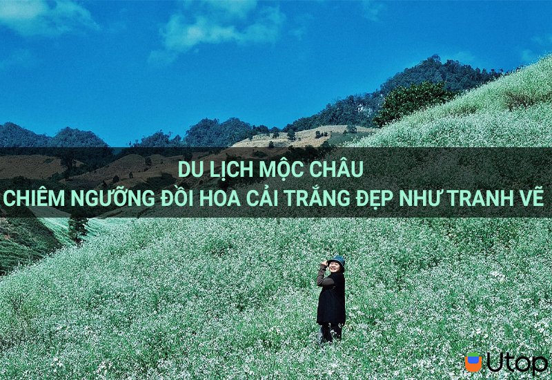 Du lịch Mộc Châu chiêm ngưỡng đồi hoa cải trắng đẹp như tranh vẽ