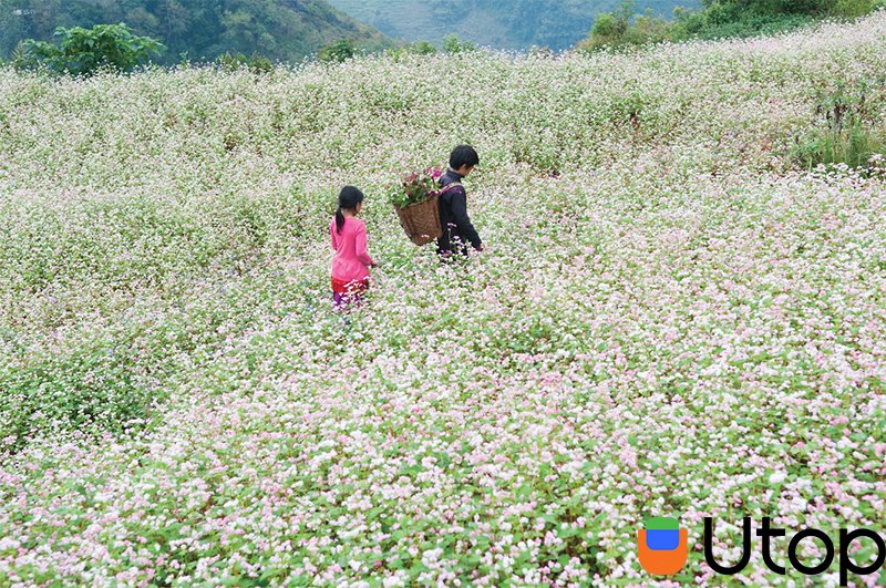 Say đắm mùa hoa nở rộ ở Hà Giang