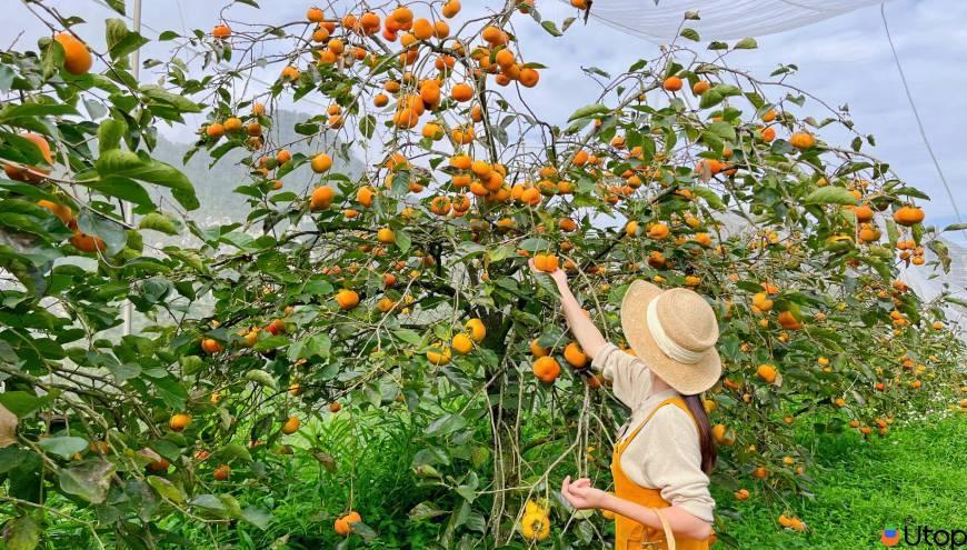 Các loại trái cây Đà Lạt