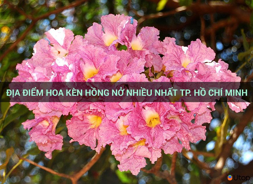 Địa điểm hoa kèn hồng nở nhiều nhất TP. Hồ Chí Minh