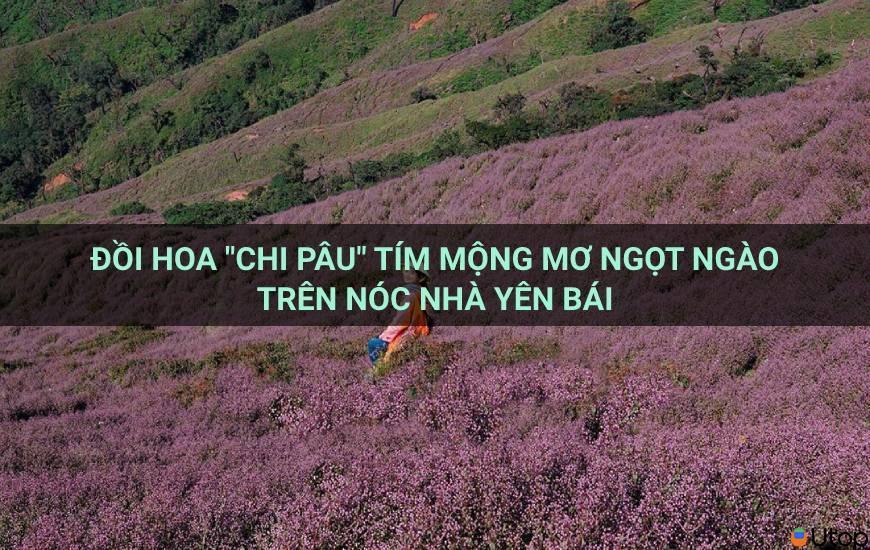 Đồi hoa "chi pâu" tím mộng mơ ngọt ngào trên nóc nhà Yên Bái