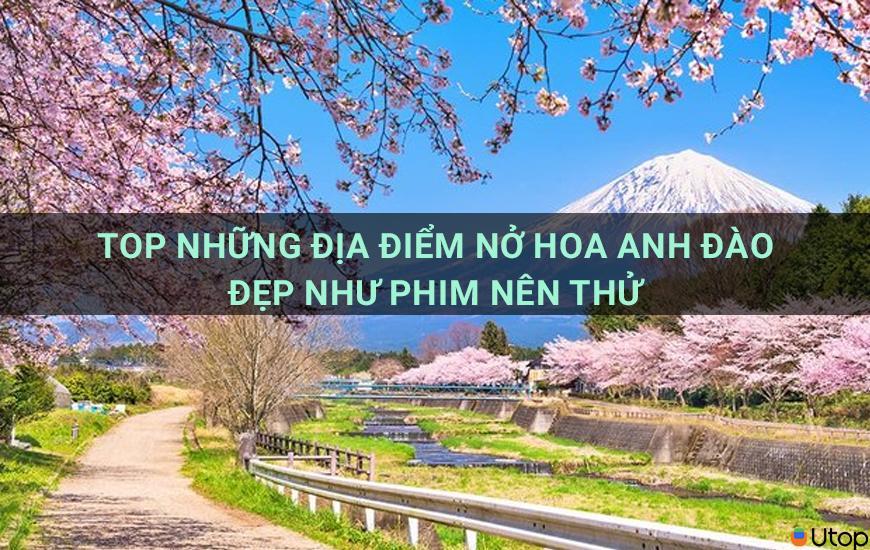 Top những địa điểm nở hoa anh đào đẹp như phim nên đi thử