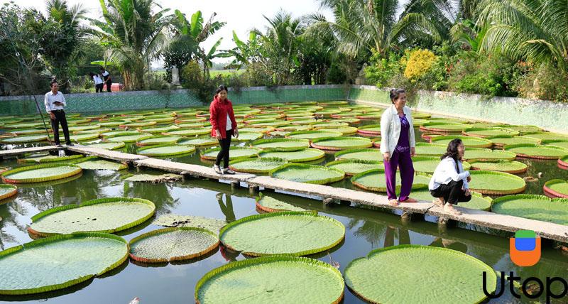 Chiêm ngưỡng lá sen siêu lớn ở chùa Phước Kiển Tự