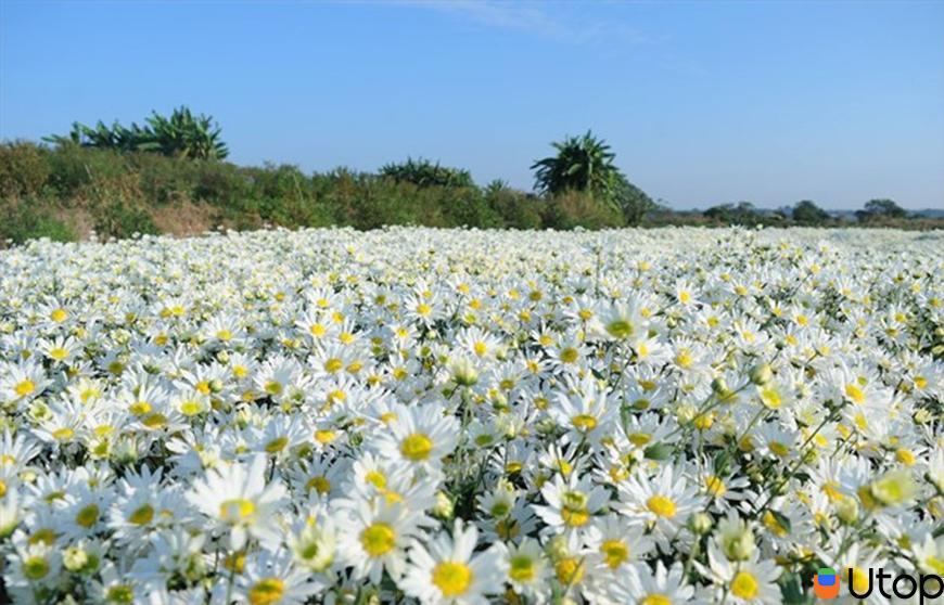 Cánh đồng hoa cúc Họa Mi, Hà Nội