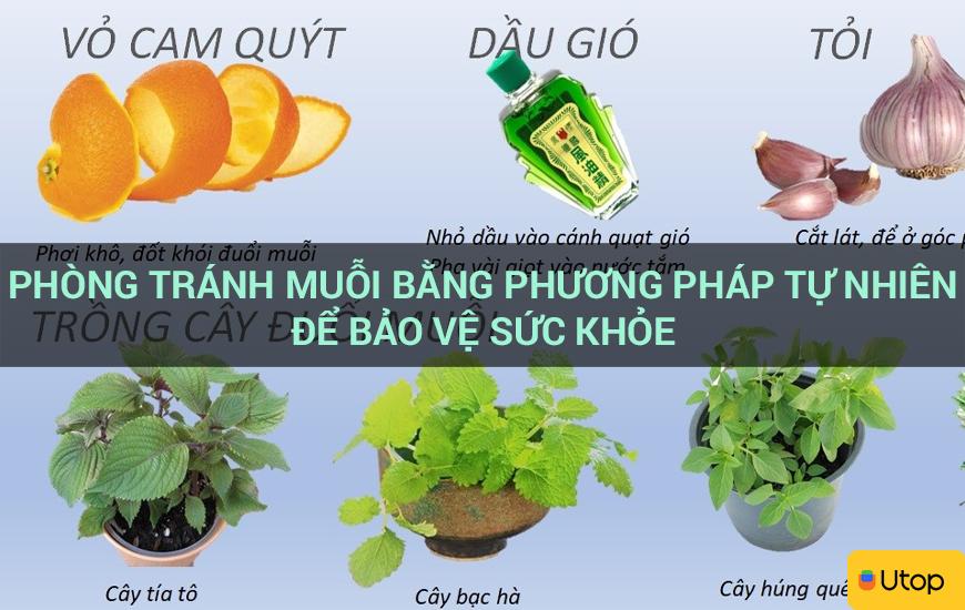 Phòng tránh muỗi bằng phương pháp tự nhiên để bảo vệ sức khỏe