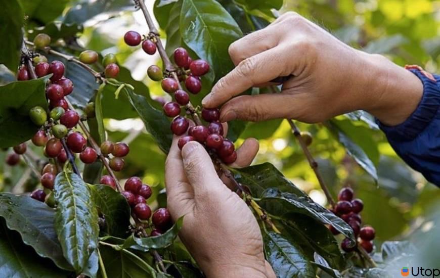 Thời điểm thích hợp thu hoạch cà phê Robusta