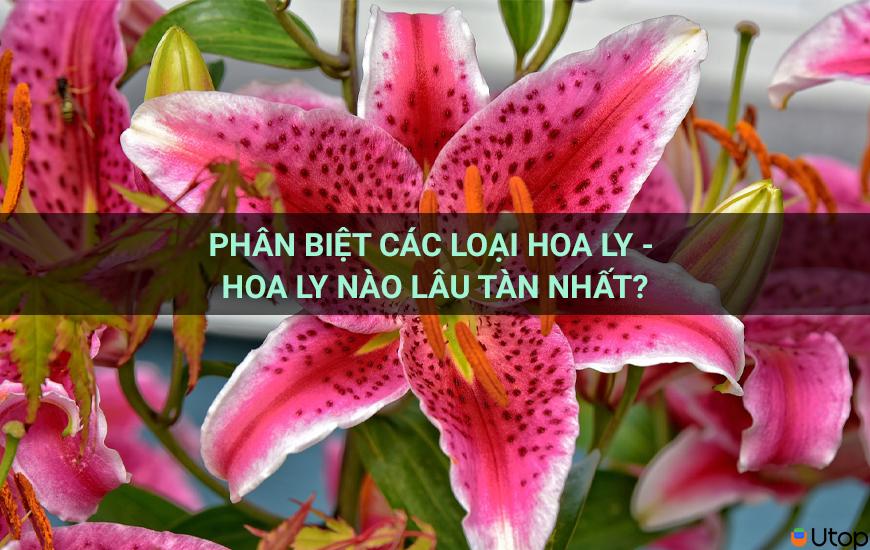 Phân biệt các loại hoa ly - Hoa ly nào lâu tàn nhất?