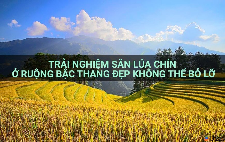 Trải nghiệm săn lúa chín ở ruộng bậc thang đẹp không thể bỏ lỡ