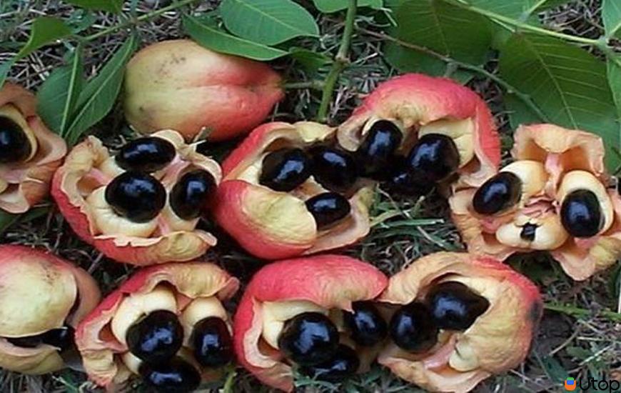 Quả Ackee