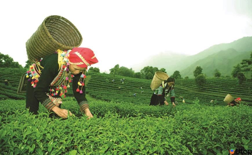 Lá trà tại Phúc Long