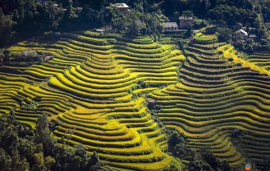 Các ruộng bậc thang săn lúa chín tuyệt đẹp 