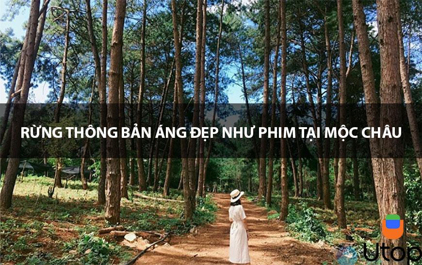 Đừng bỏ lỡ rừng thông Bản Áng đẹp như trên phim tại Mộc Châu