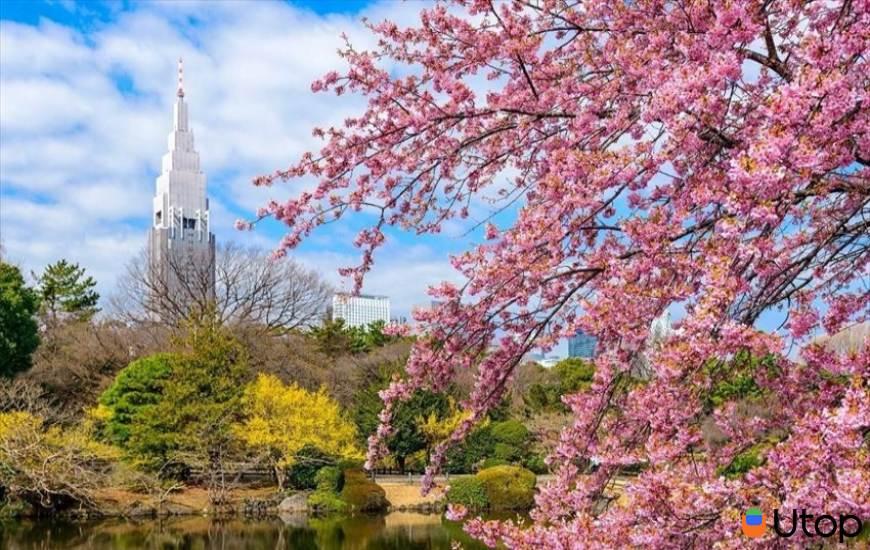 Hoa anh đào nở rộ tại công viên Shinjuku