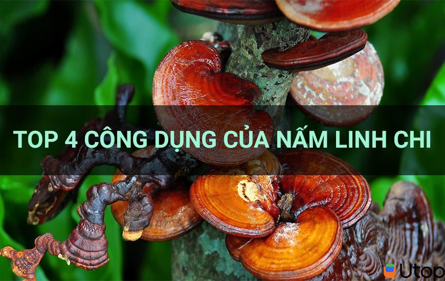 Nấm linh chi là gì? Top 4 công dụng của nấm linh chi