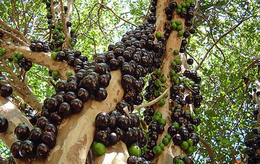 Quả Jabuticaba