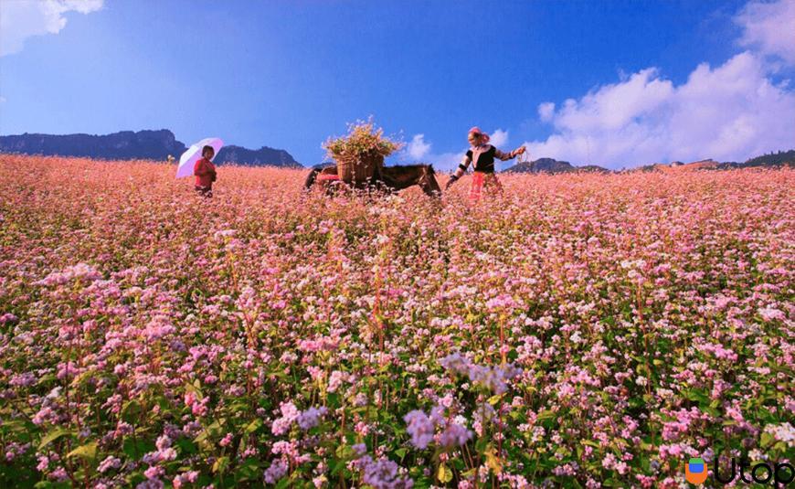 Cánh đồng hoa tam giác mạch ở Hà Giang