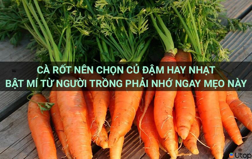 Cà rốt nên chọn củ đậm hay nhạt. Bật mí từ người trồng phải nhớ ngay mẹo này