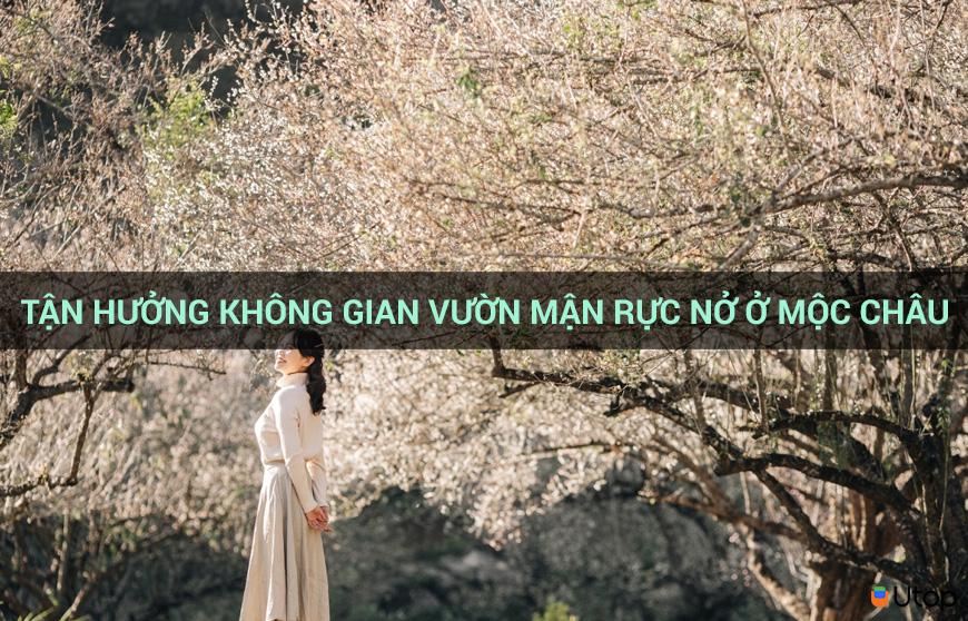 Tận hưởng không gian vườn mận rực nở ở Mộc Châu