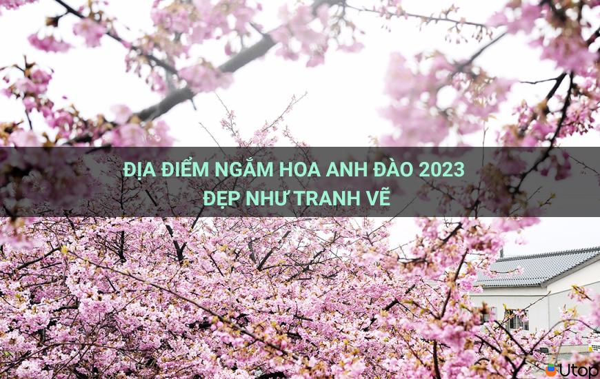 Hot rần rần địa điểm ngắm hoa anh đào đẹp 2022 