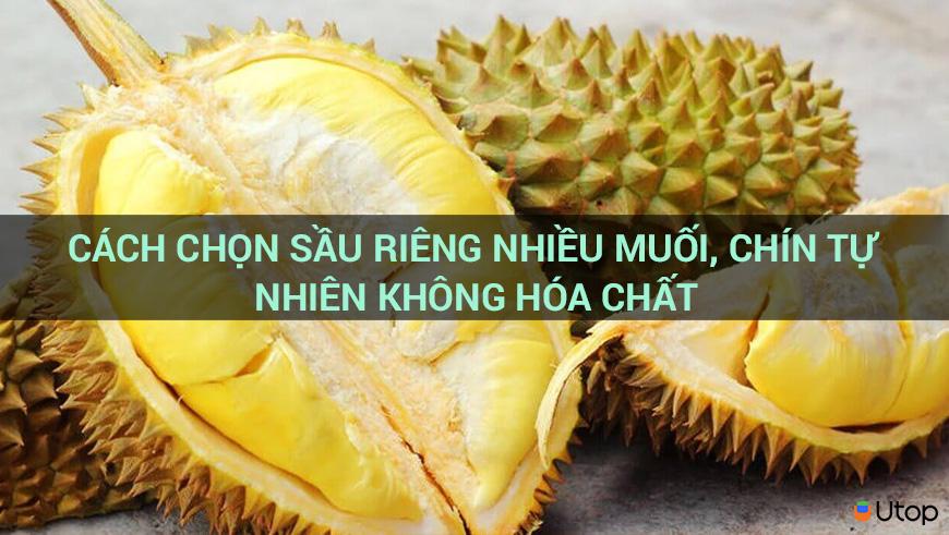 CÁCH CHỌN SẦU RIÊNG NHIỀU MUỐI, CHÍN TỰ NHIÊN KHÔNG HÓA CHẤT