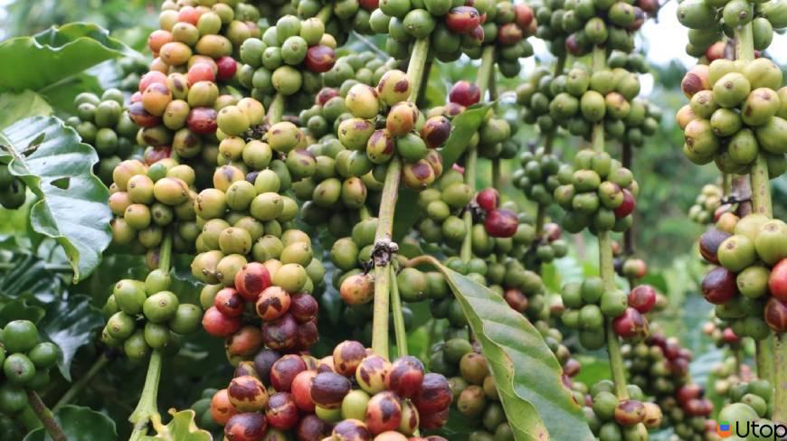 Ưu điểm nổi bật của cà phê Robusta