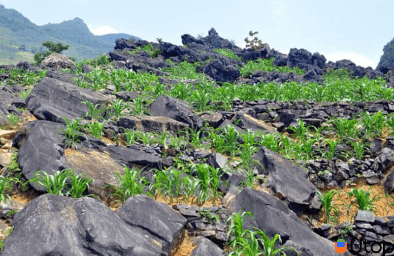 Có gì đặc biệt tại cao nguyên đá Hà Giang?