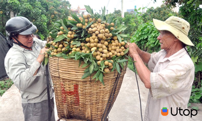 Nhãn Lồng Hưng Yên