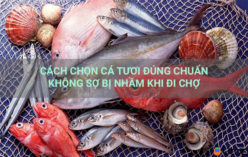 Cách chọn cá tươi đúng chuẩn không sợ bị nhầm khi đi chợ