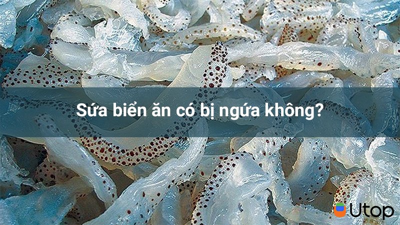 Sứa biển ăn có bị ngứa không?