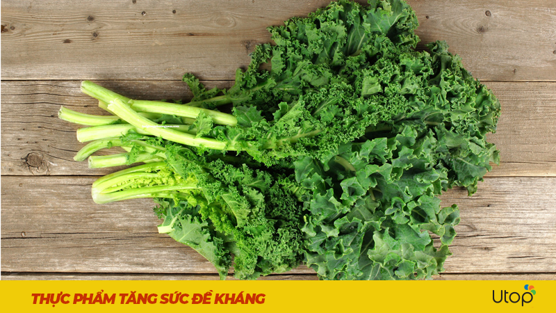 Cải xoăn (cải kale) - “Siêu thực phẩm” giàu vitamin và khoáng chất