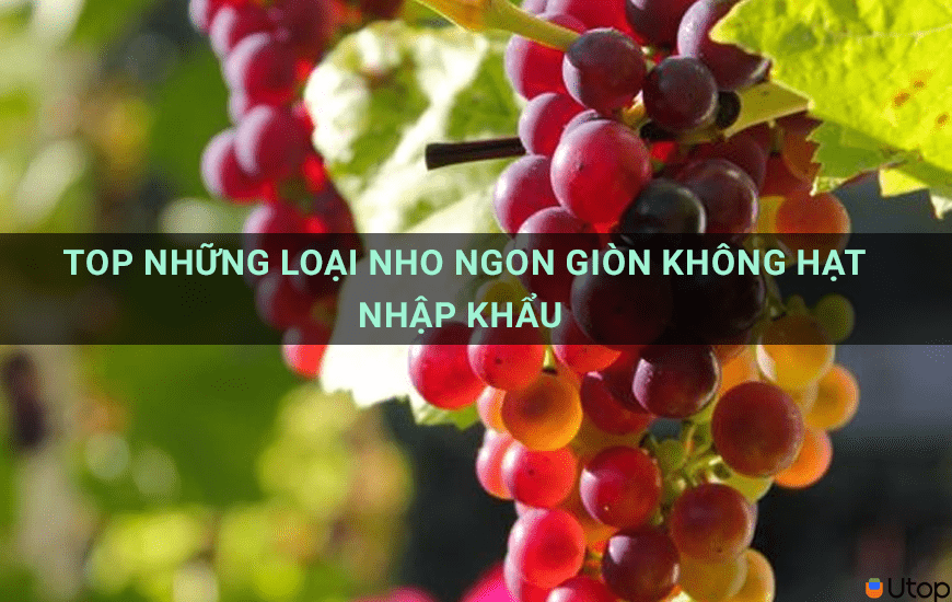 Top những loại nho ngon giòn không hạt nhập khẩu