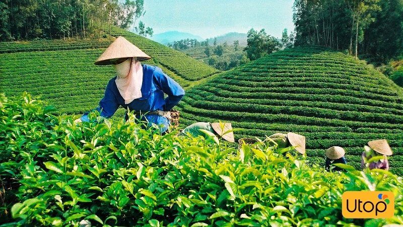 Săn voucher phúc long tea HCM để thăm đồi chè Bảo Lộc xanh mát