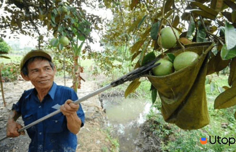 Thời điểm thích hợp để đến thăm vườn vú sữa Lò Rèn Vĩnh Kim