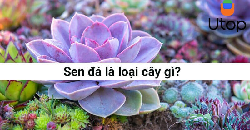 Sen đá là loại cây gì?