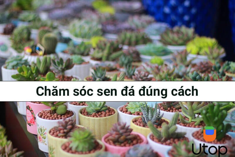 Chăm sóc sen đá đúng cách