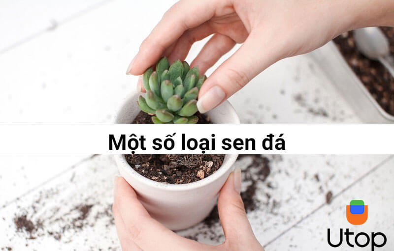 Một số loại sen đá