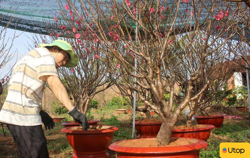 Cách chăm sóc cây đào sau tết